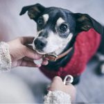 Diabetic Dog Food