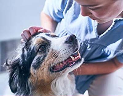 Read more about the article Grain-Free Salmon Dog Food