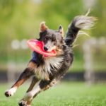 Sport Dog Food