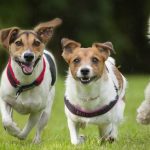 Best Dog Food Brands