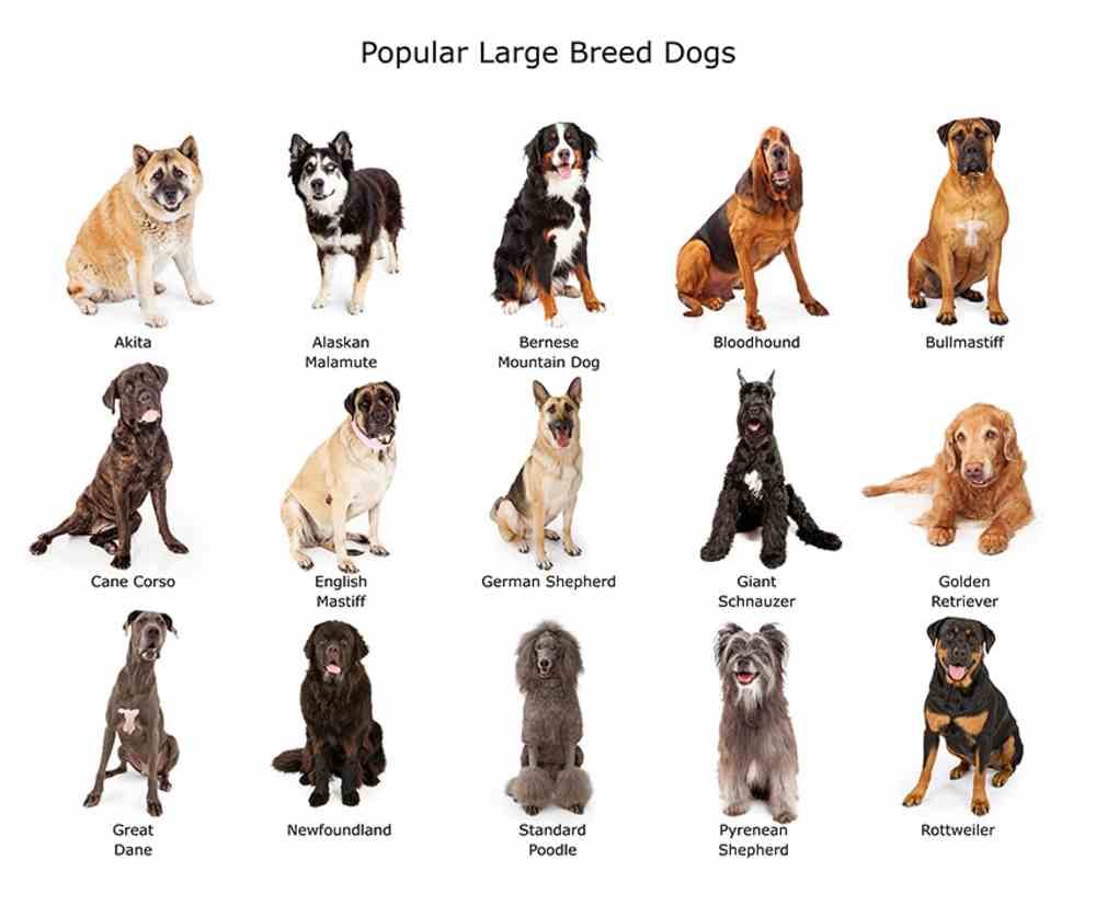 large breed dogs image