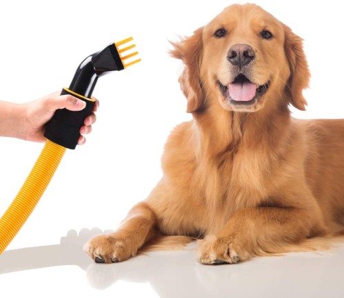 Read more about the article Dog Dryer