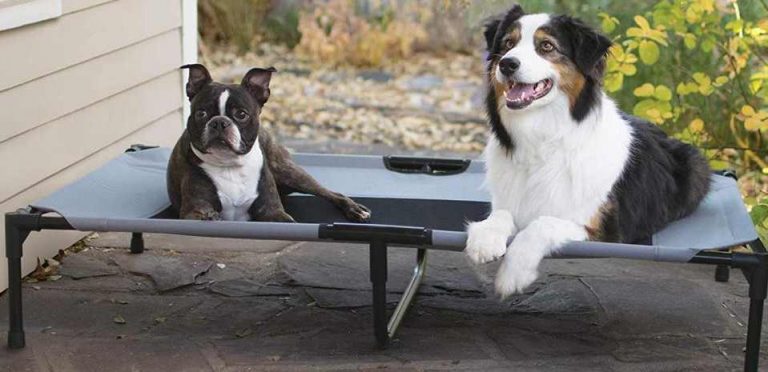 Read more about the article Outdoor Dog Bed