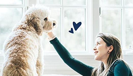 Read more about the article Flea Treatment For Dogs