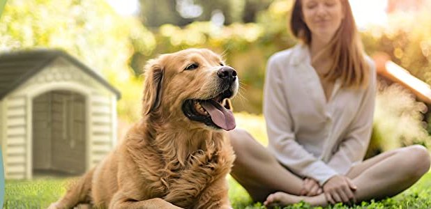 Read more about the article Pet Resolve Dog Training Collar