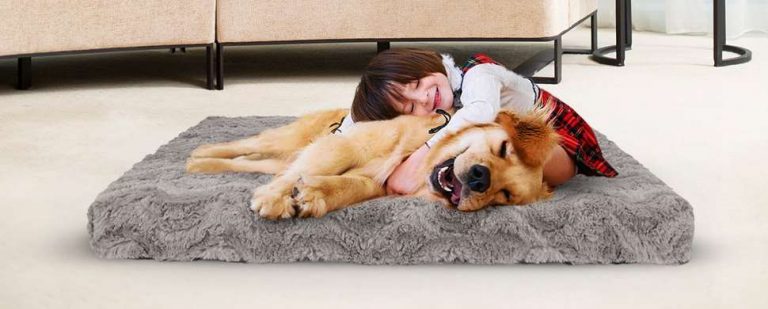 Read more about the article Memory Foam Dog Beds