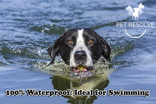 dog swimming with a waterproof training collar