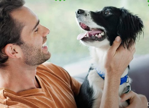Read more about the article Best Dog Dental Chews