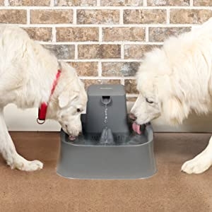 Dog water fountain