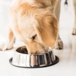 Low Carb Dog Food