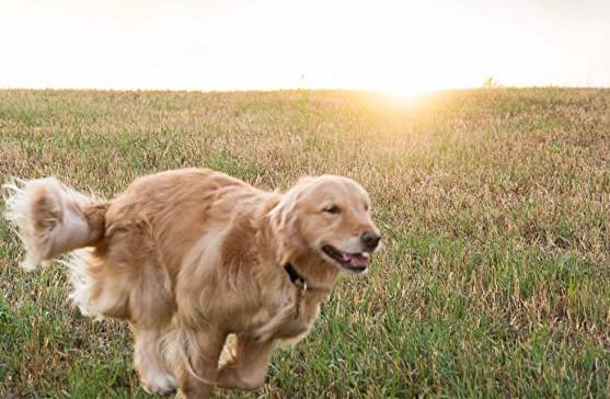 Read more about the article Holistic Dog Food