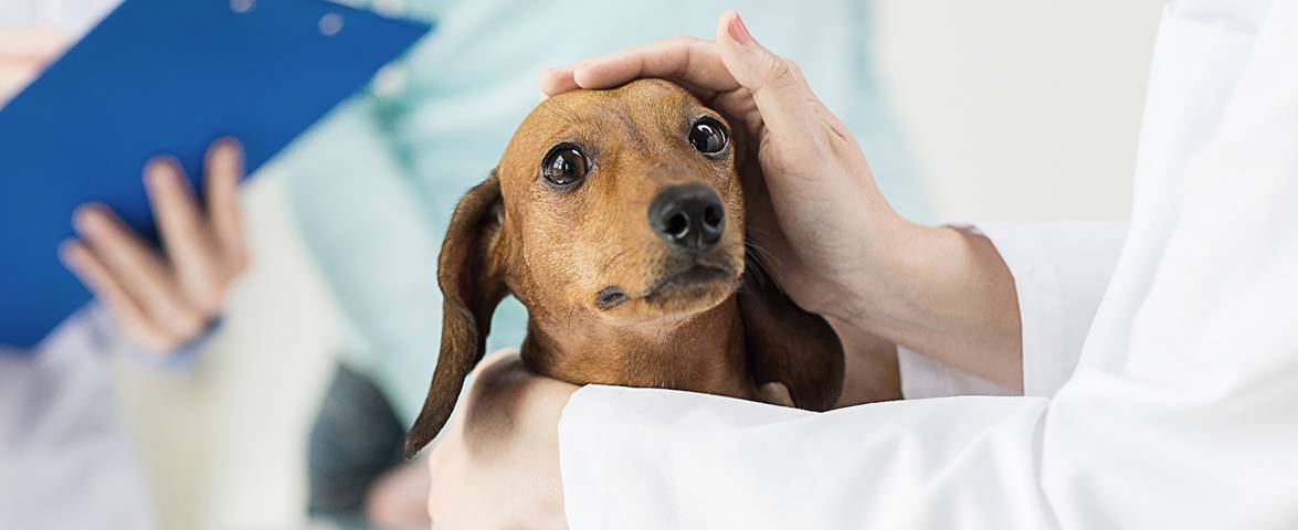 Read more about the article Low Protein Dog Food