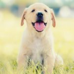 Low Sodium Dog Food