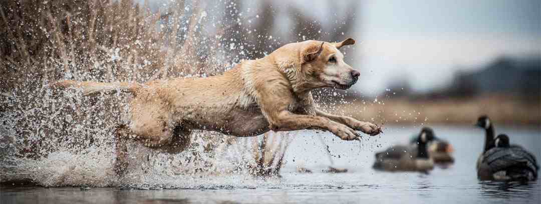 Read more about the article Performance Dog Food