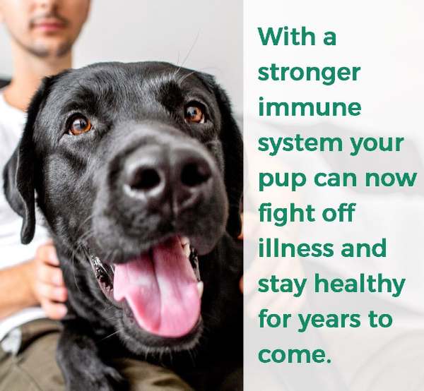Dog Immune System Vitamins