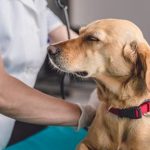 Best Kidney Diet for Dogs