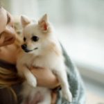 Dry Kibbles For Small Dogs