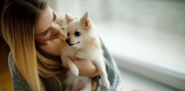 Read more about the article Dry Kibbles For Small Dogs