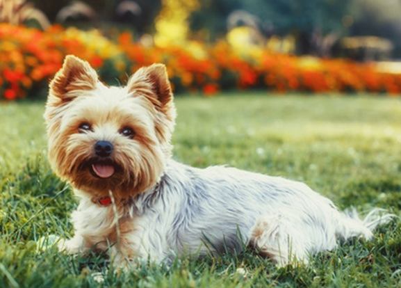 Small breed dog