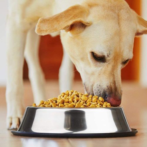 Read more about the article Stainless Steel Dog Bowls