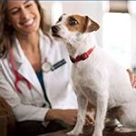 Urinary Dog Food