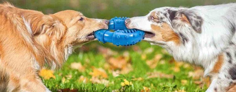 Read more about the article Indestructible Dog Toys