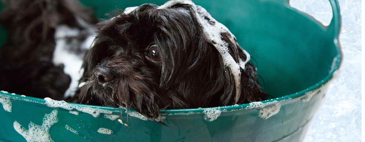 Read more about the article Puppy Shampoo