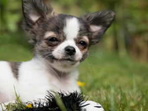 dogs with allergies