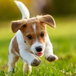 High Protein Puppy Food