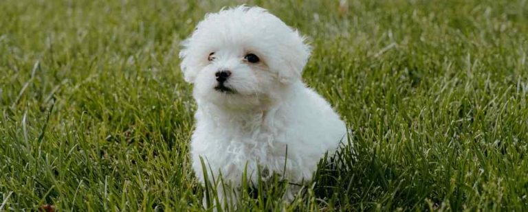 Read more about the article Small Breed Puppy Food