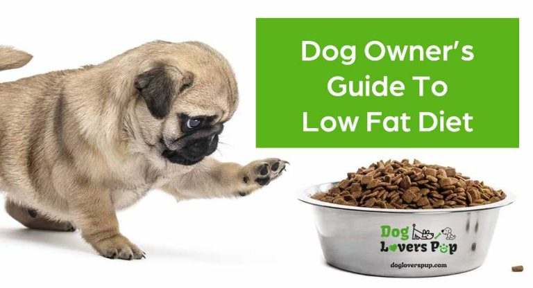 Read more about the article Dog Owner’s Guide to Low Fat Diet
