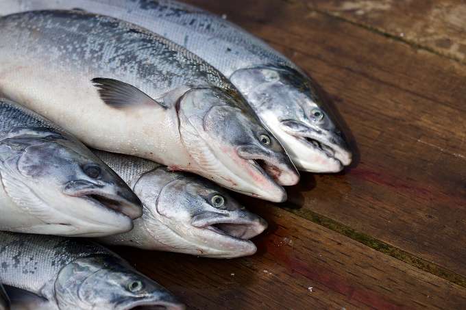 wild caught salmon