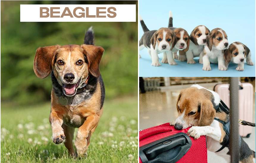 Beagle Dog Breed