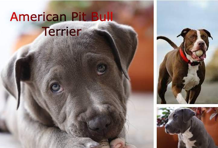 American Pit Bull Terrier Dog Breed