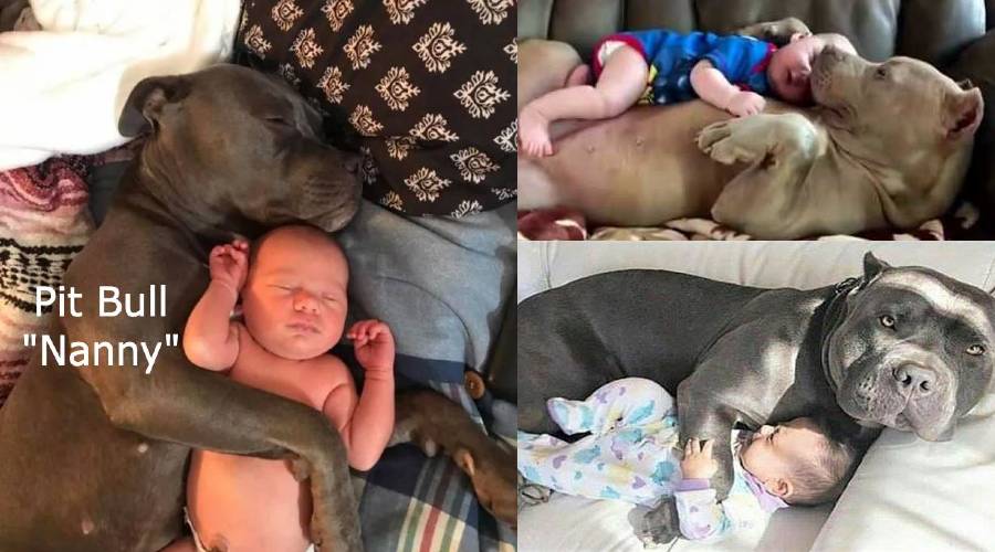 Pit Bulls Nanny Dog