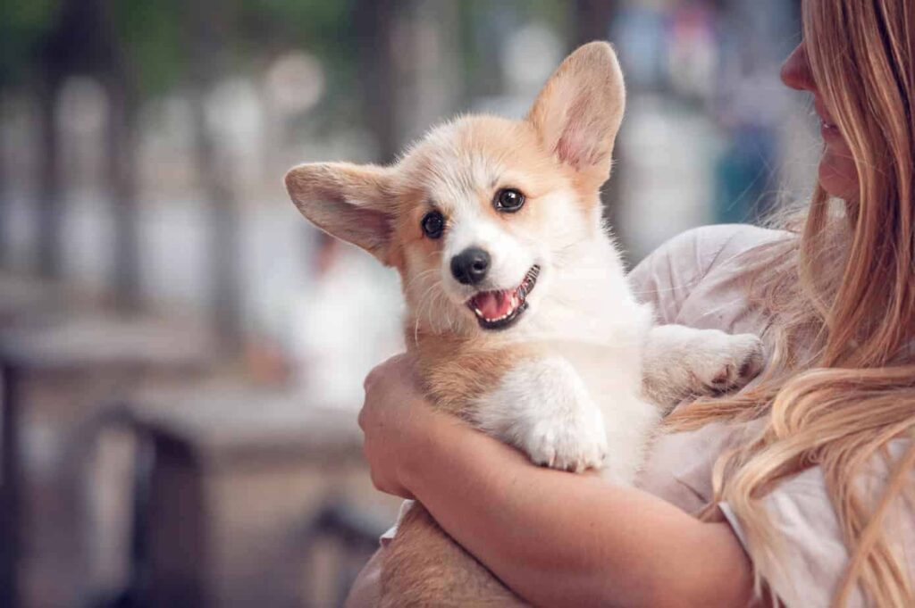 Corgis