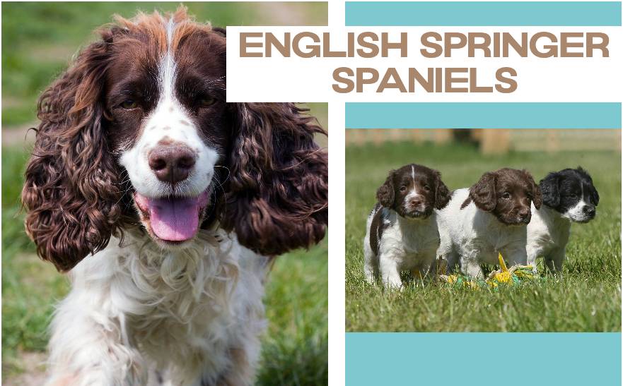 English Springer Spaniels Dog Breed