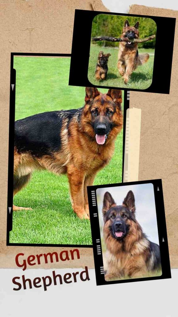 German Shepherd Dog Breed