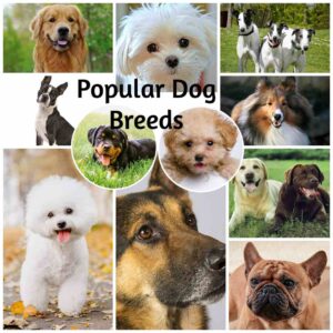 Top 20 Most Popular Dog Breeds