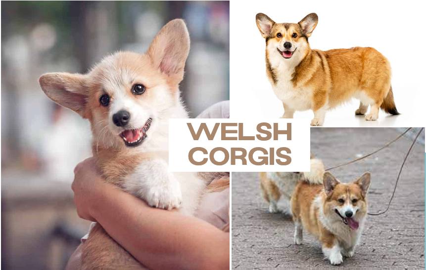 Welsh Corgis Dog Breed