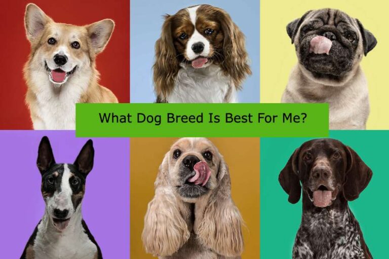 Read more about the article What Dog Breed Is Best For Me?