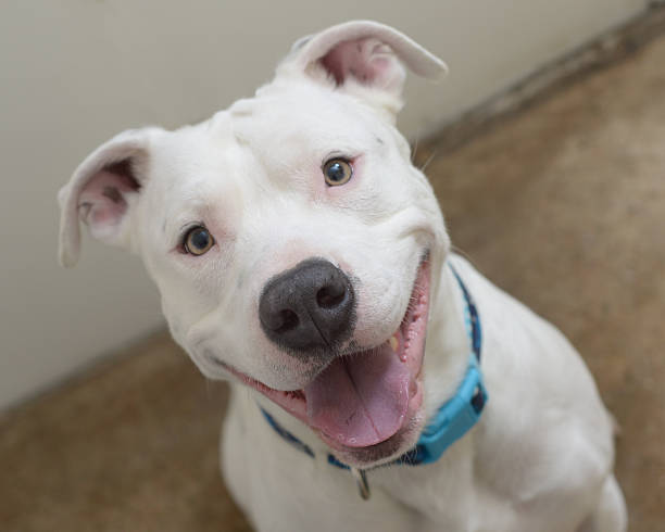 American pit bull terrier