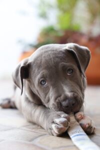 american pit bull terrier puppy