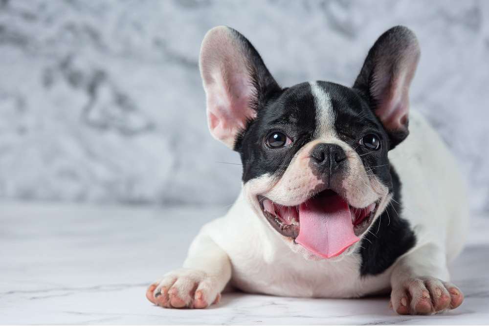 french bulldog