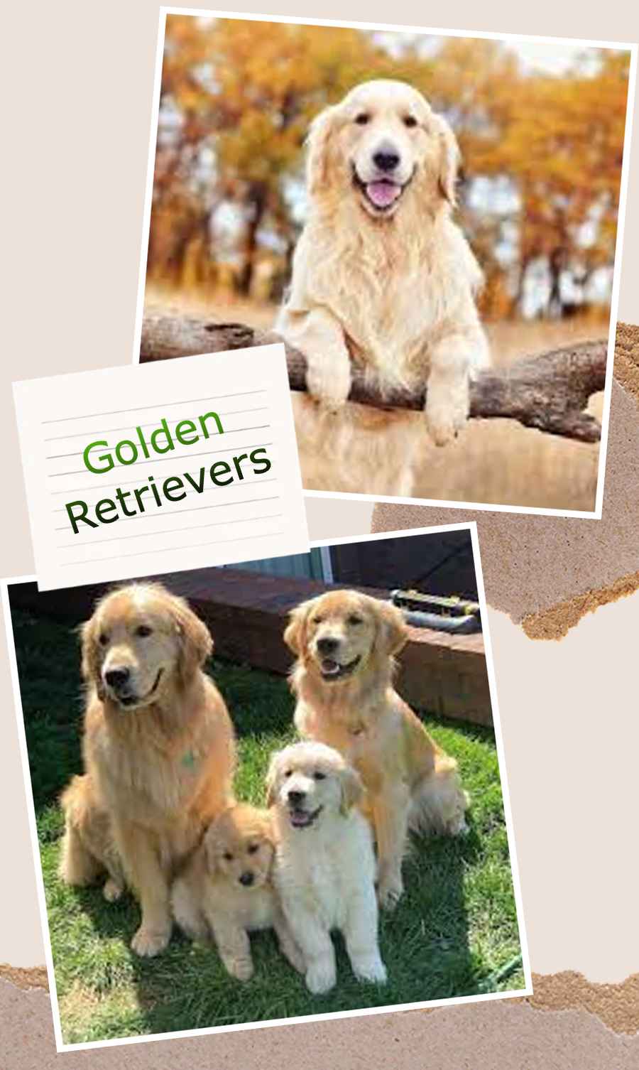 golden retrievers dog breed