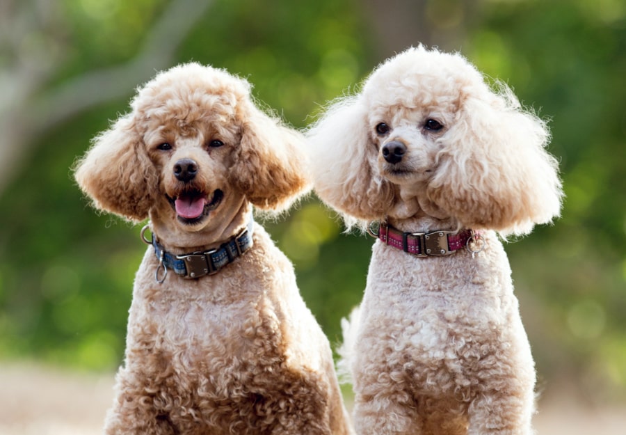 poodles
