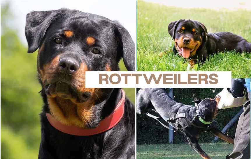 rottweiler dog breed
