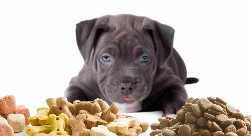 What to feed Pitbull Terrier
