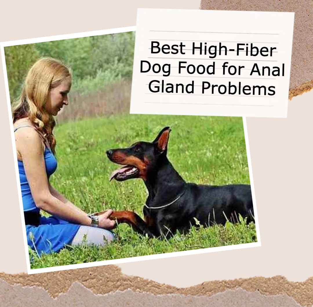 Best High Fiber Dog Foods For Anal Gland Problems 2025