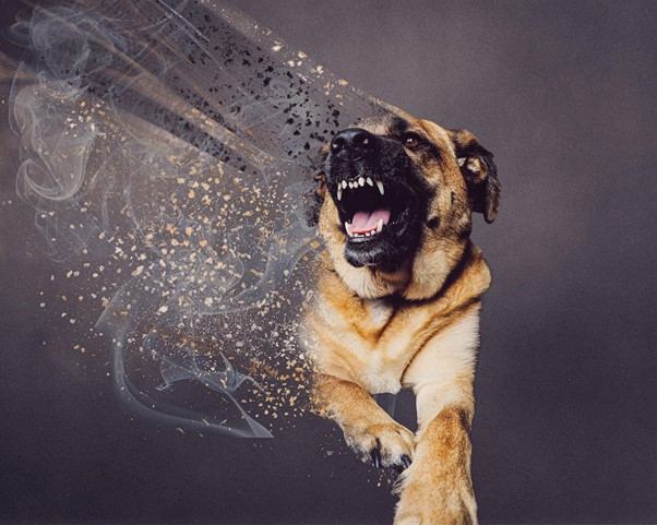 Aggression in Dogs - Signs, Causes & How To Stop It